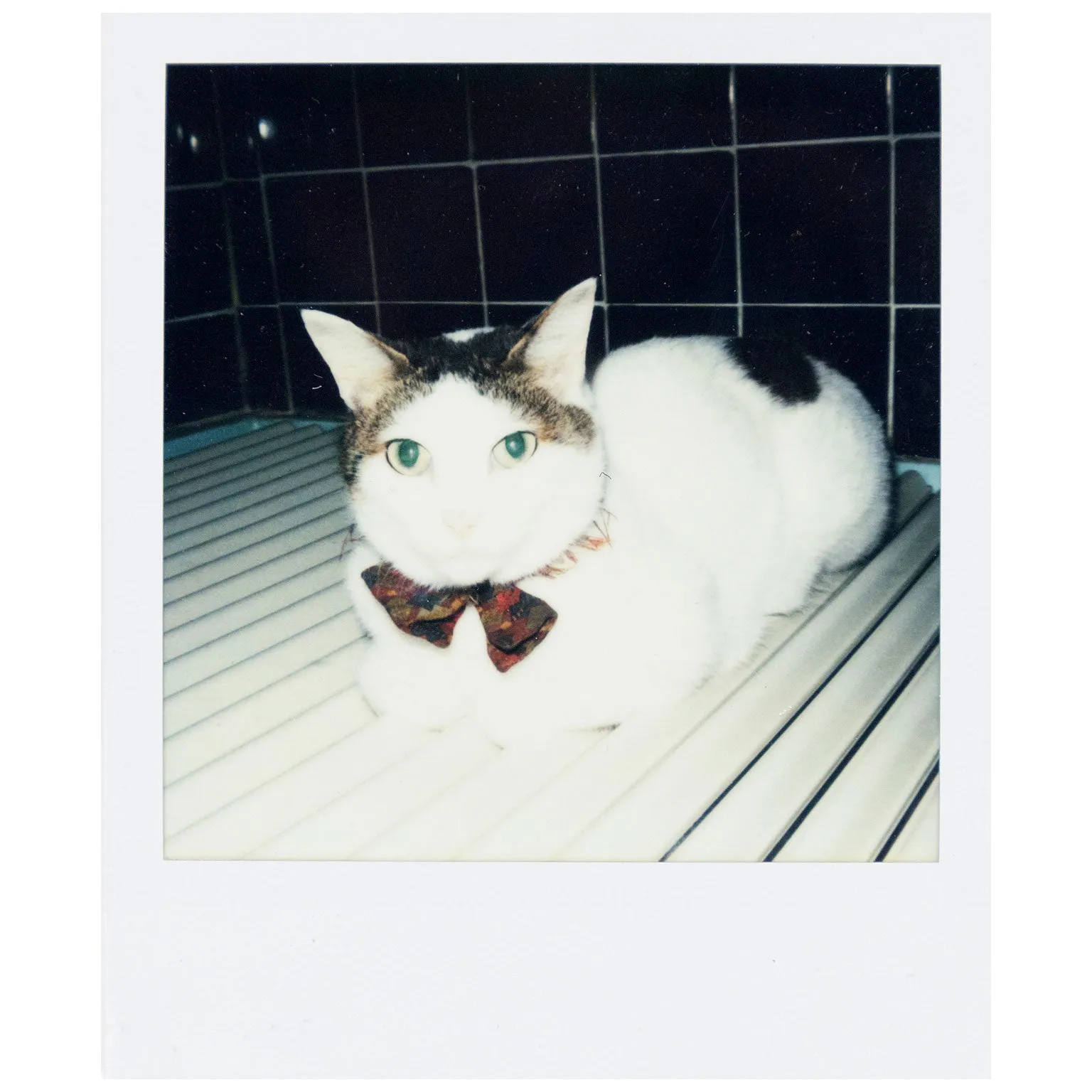 NOBUYOSHI ARAKI "CHIRO"   "TABLETOP" POLAROIDS, 2000