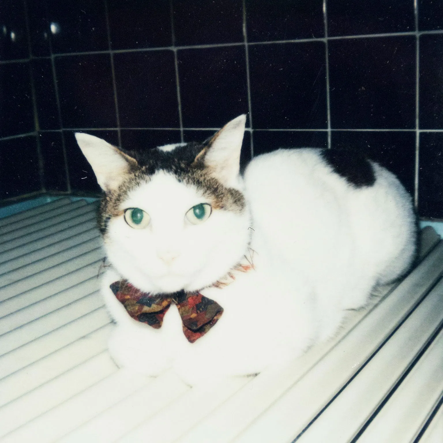 NOBUYOSHI ARAKI "CHIRO"   "TABLETOP" POLAROIDS, 2000