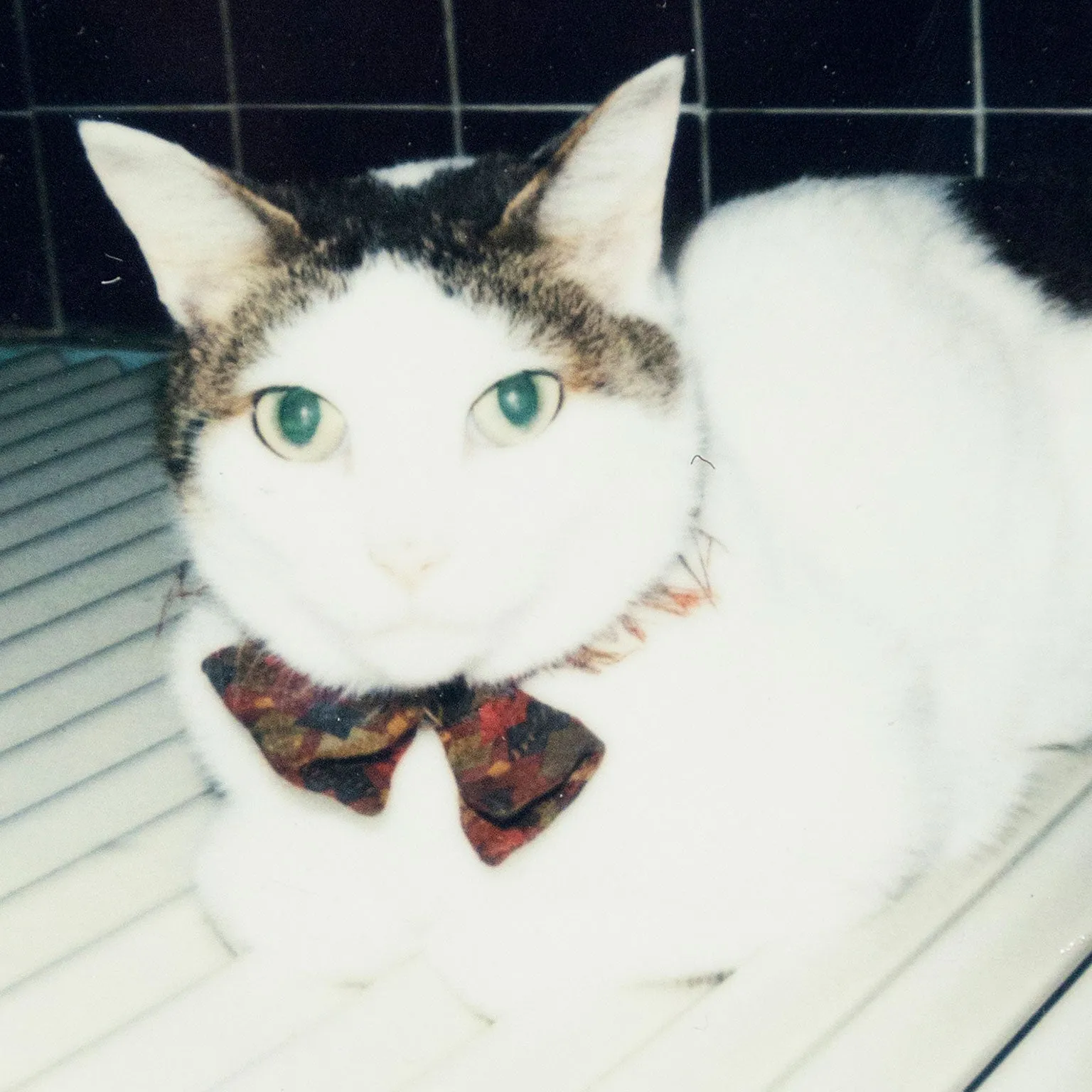 NOBUYOSHI ARAKI "CHIRO"   "TABLETOP" POLAROIDS, 2000